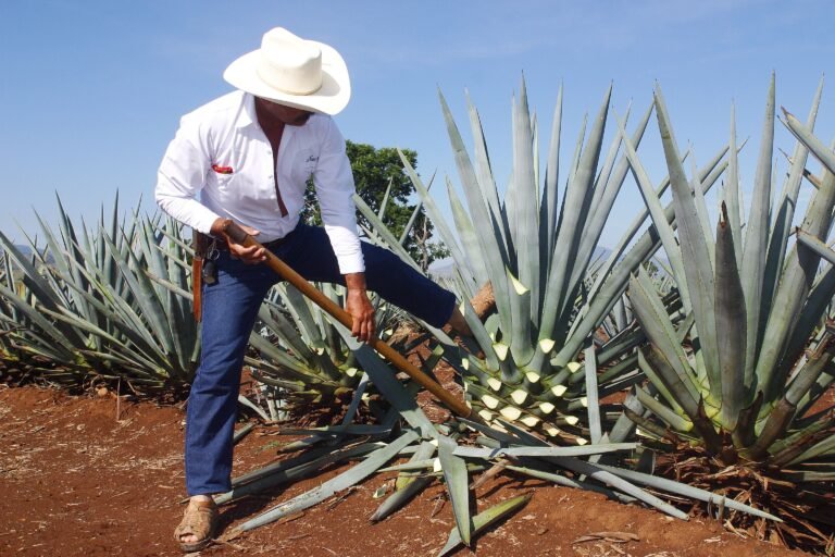 tequila