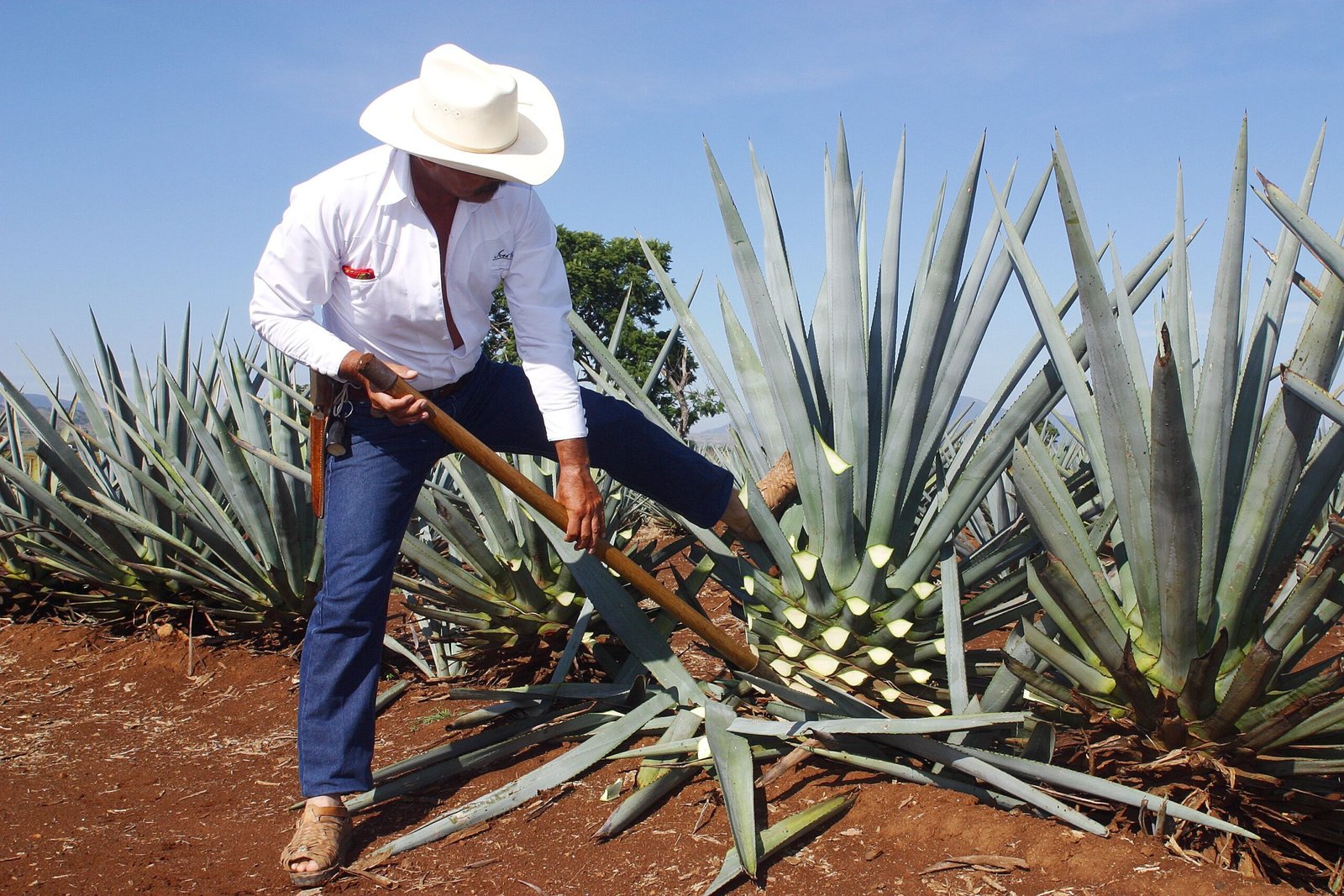 tequila