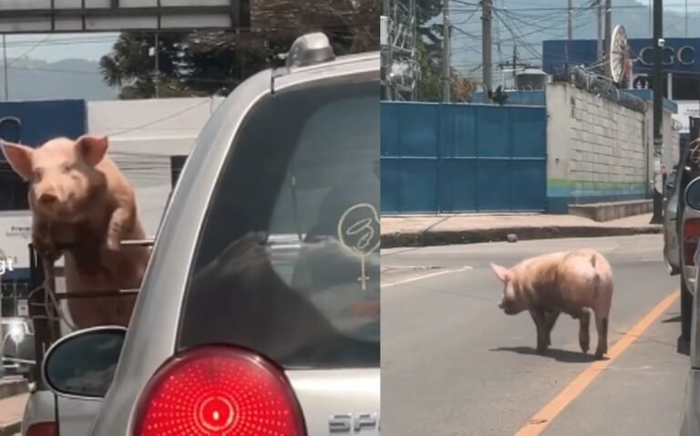 cerdo-vuelve-viral-huir-camioneta