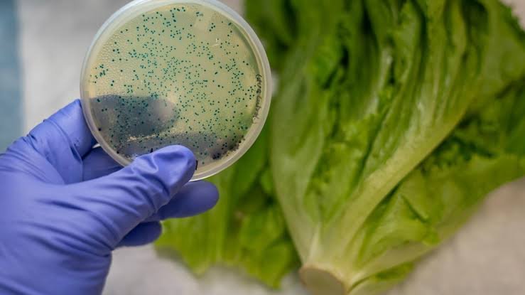 alertan-por-brote-de-e-coli-en-lechuga