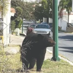 Oso americano