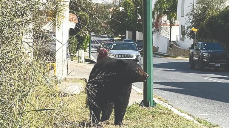 Oso americano