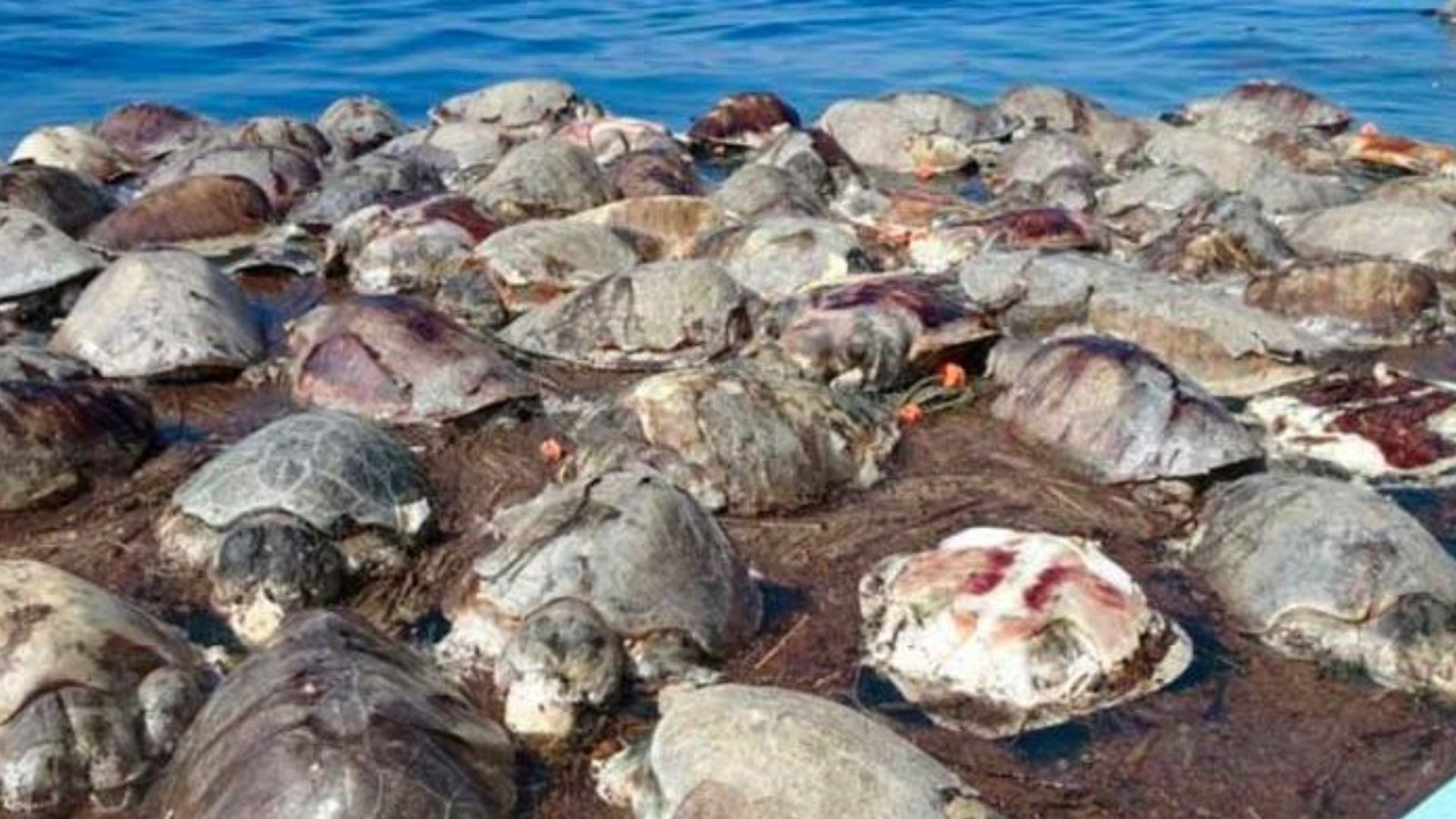 Presentación Libre Producto - 2026-03-17T151447.755