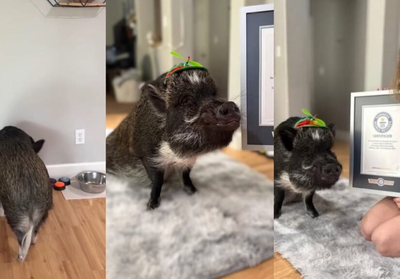 Presentación Libre Producto - 2026-03-20T171840.009