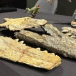 anos-fosil-sometido-procesos-limpieza