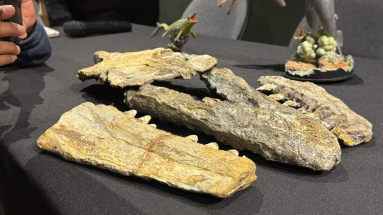 anos-fosil-sometido-procesos-limpieza