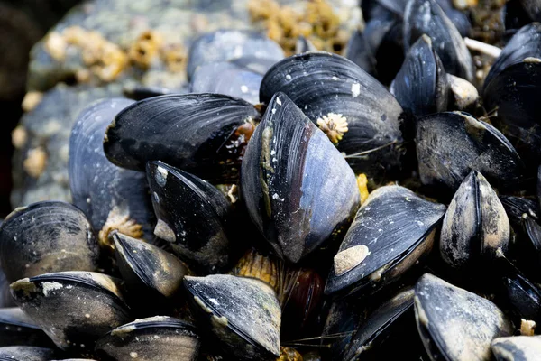depositphotos_658963030-stock-photo-close-image-large-black-mussel