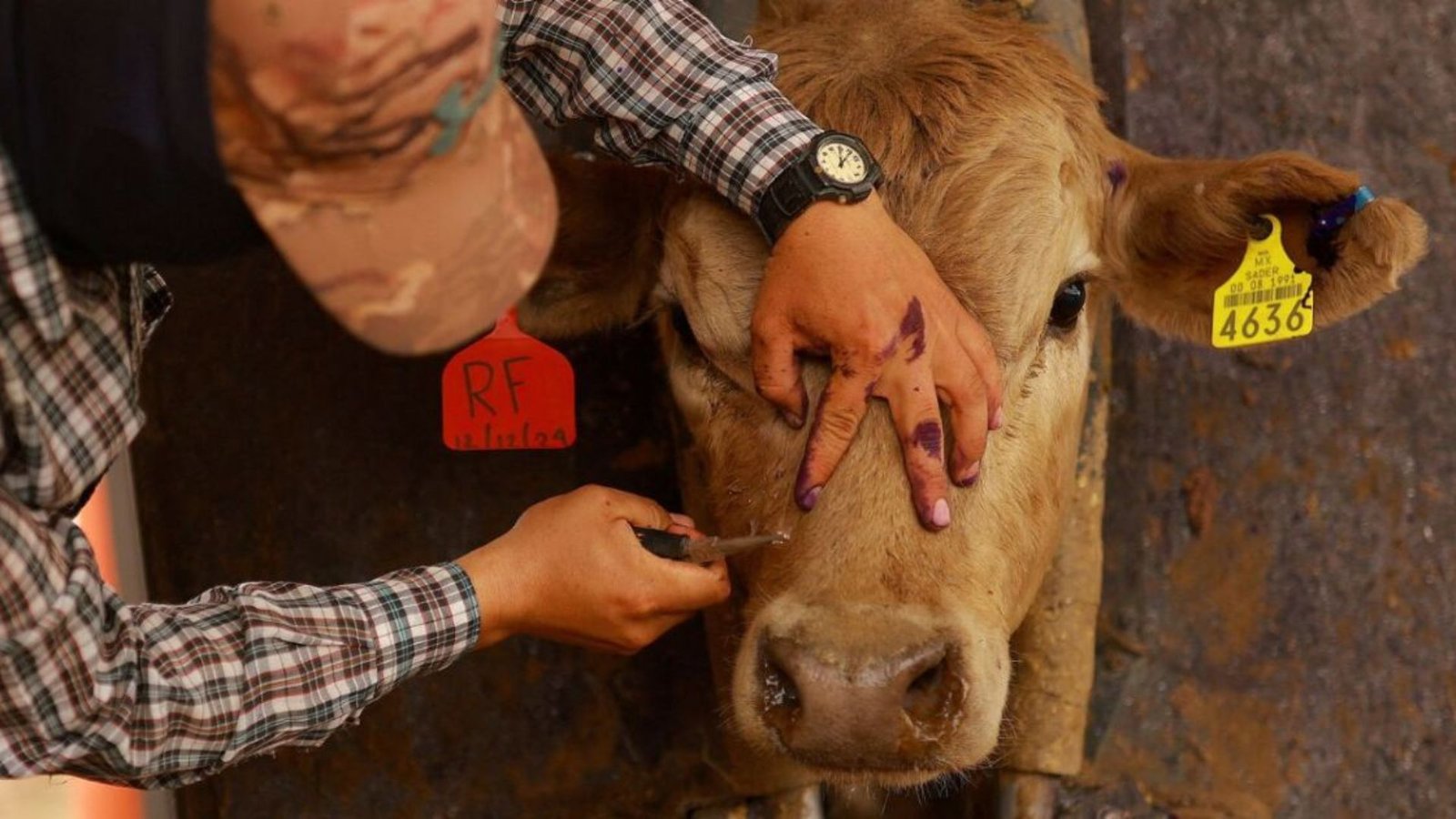 Presentación Libre Producto - 2026-04-15T180201.682