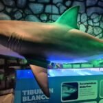 Cara a cara con los reyes del mar: nueva experiencia en Sealand