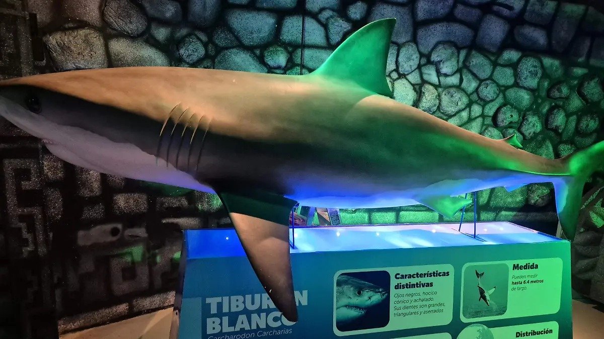 Cara a cara con los reyes del mar: nueva experiencia en Sealand