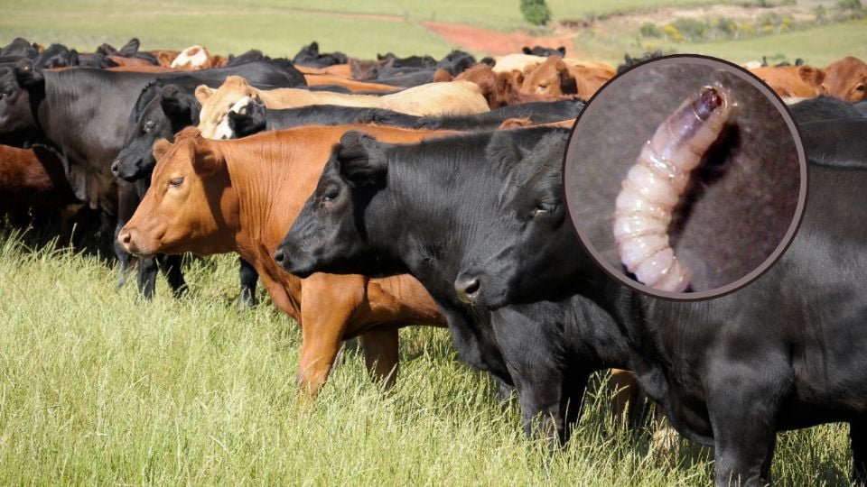 f960x540-731871_805946_5050