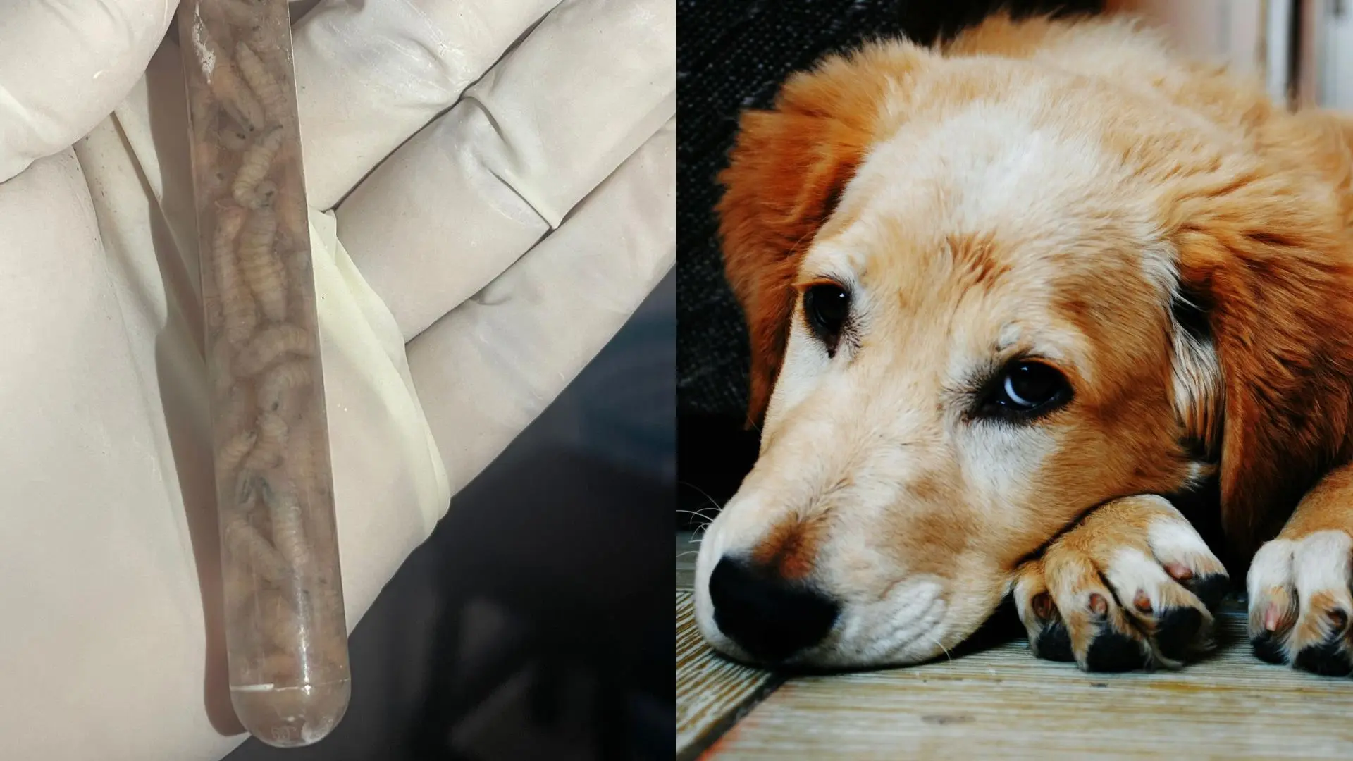 investigan-segundo-caso-gusano-barrenador-sur-Veracruz