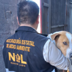 20260227_06_rescate_de_perritos_01