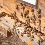 250519_ABEJAS-4