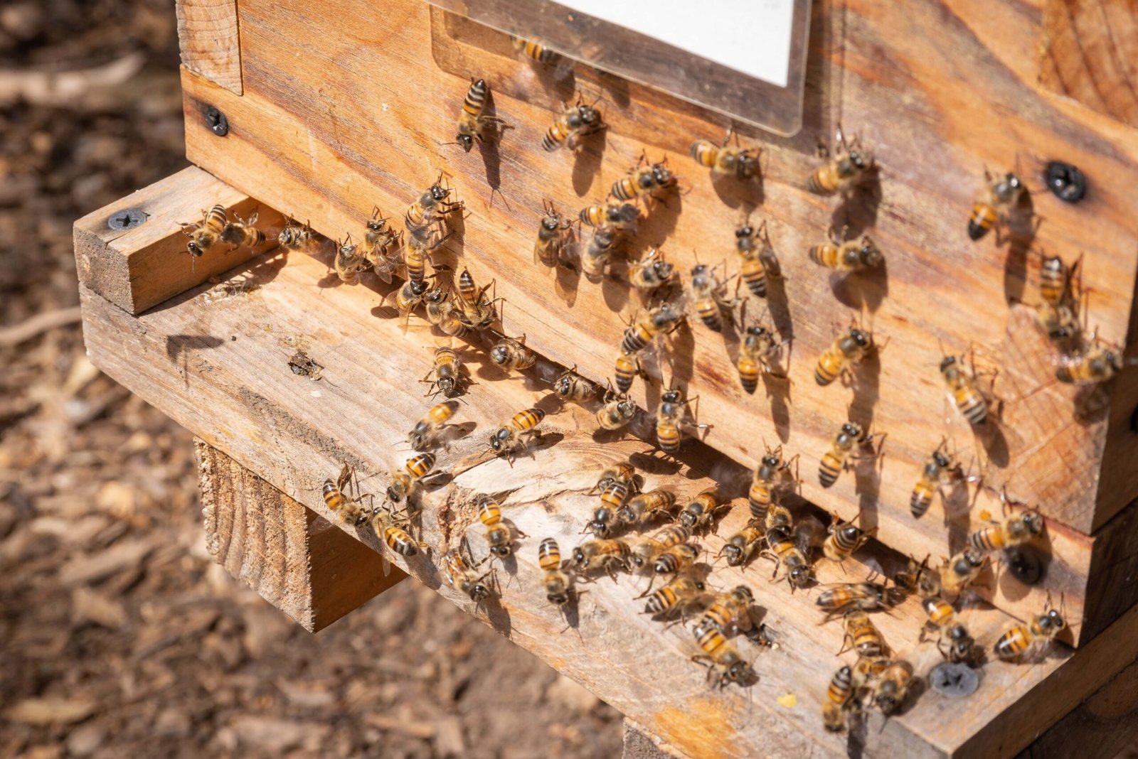 250519_ABEJAS-4