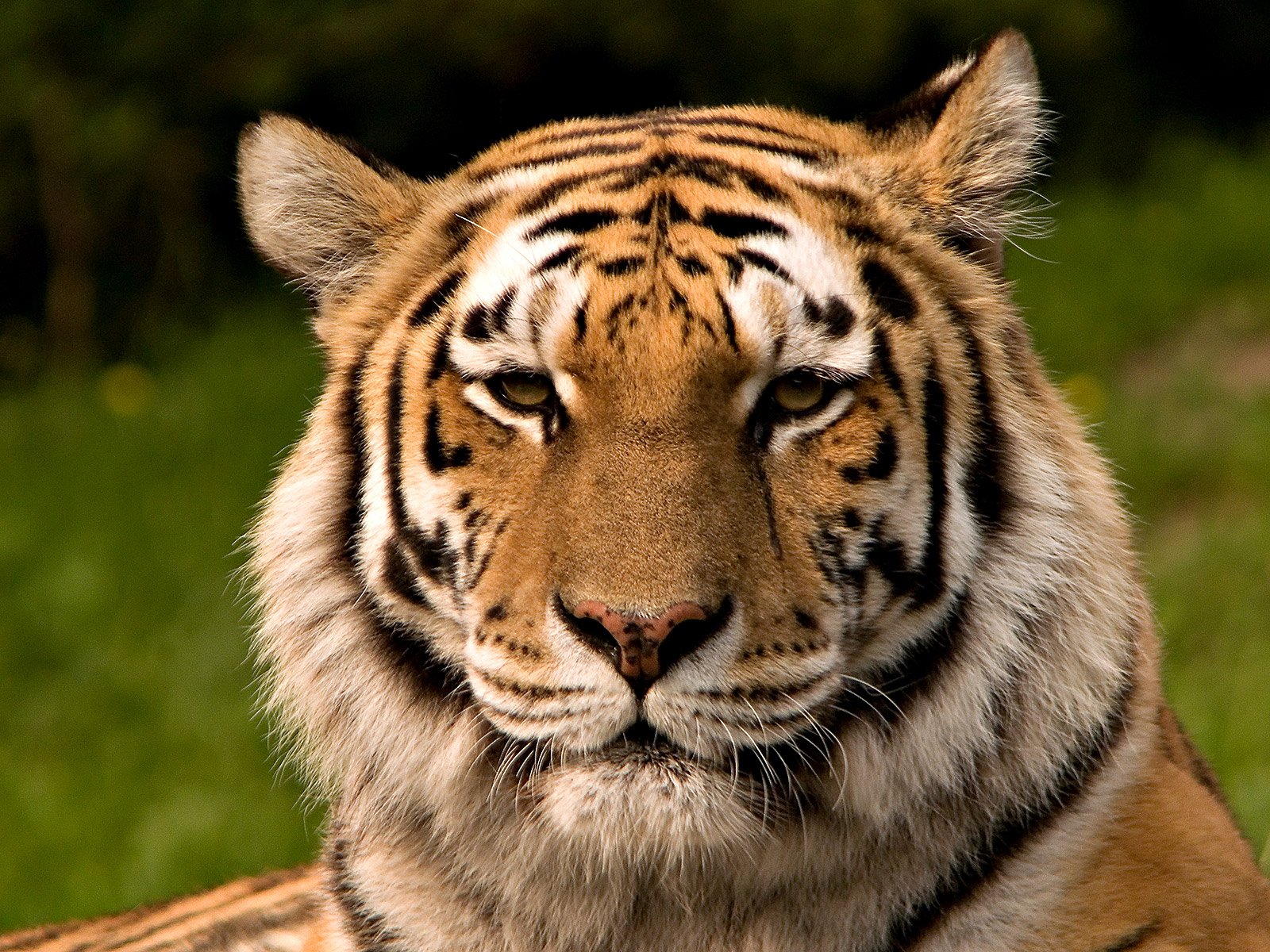 Sibirischer_tiger_de_edit02