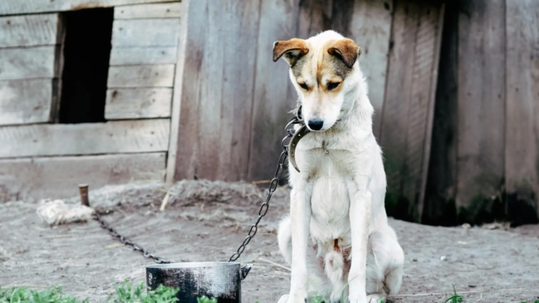 UNA DE DRONES Y PERROS ENCADENADOS 2