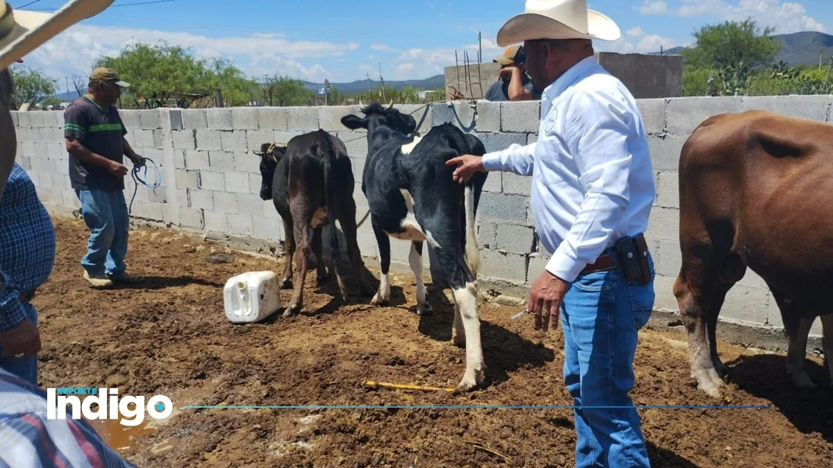 1. Ganaderos implementan medidas contra el gusano barrenador.jpg